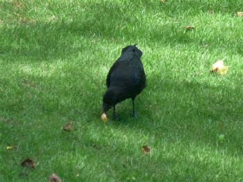 Georgia Backyard Nature Crass Crows