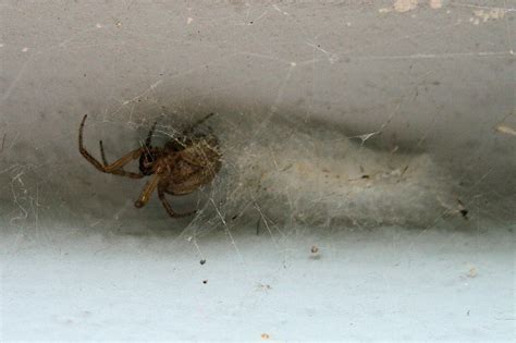 thousands of sex crazed spiders set to invade greater manchester homes for mating season