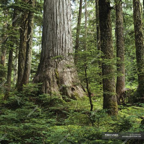 Yellow Cedar Tree In Caren Range Sechelt Peninsula British Columbia