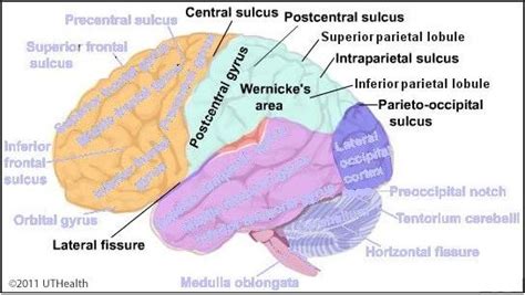The Sulci And Gyri Of The Parietal Lobe Source 1 Overview Of The