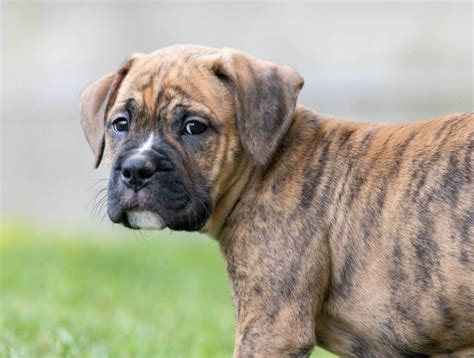 Boxer Mix Dog Breed Complete Guide A Z Animals