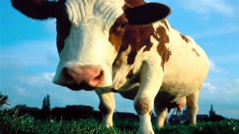 Cow Moo Sound Effect DŹwiĘk Krowy Youtube