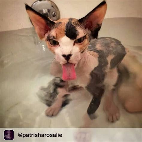 Bath Time Sphynx Feline Russian Blue Cat