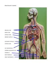 Easy using labeled diagrams of cardiac structures and blood flow through the atria, ventricles, valves, aorta, pulmonary arteries veins, . Chapter 5_6 quiz - Extra Practice Chapter 5 1. Working ...