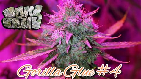 Gorilla Glue 4 Auto Flower Full Harvest Youtube