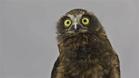 An Owl With Yellow Eyes Sitting On Top Of A Tree Branch In Front Of A
