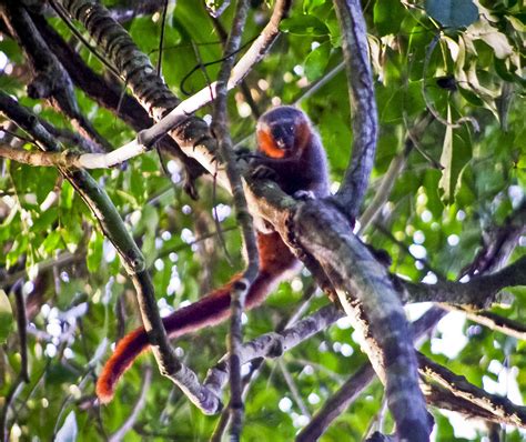 Scientists Discover New Monkey Species In Amazon Wwf