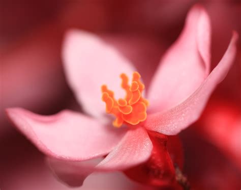 Free Images Blossom Flower Petal High Red Pink Flora Close Up