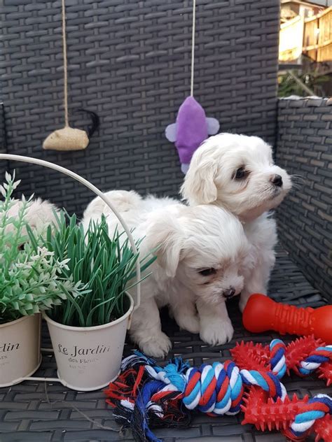 What better way to start the new year than to add a little. Maltese Puppies For Sale | Ohio City, OH #285683 | Petzlover