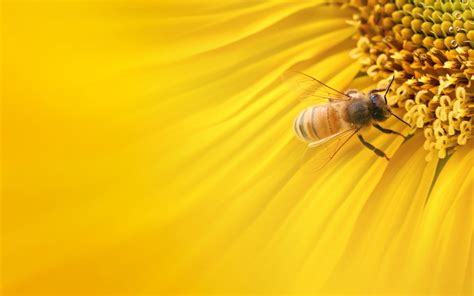 Yellow Honey Bee Close Up Photo Hd Wallpaper Wallpaper Flare