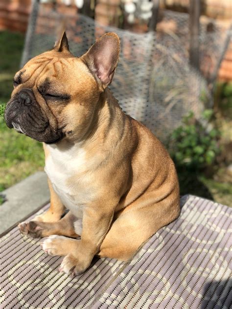 Full Grown Blue Brindle French Bulldog Photos All Recommendation