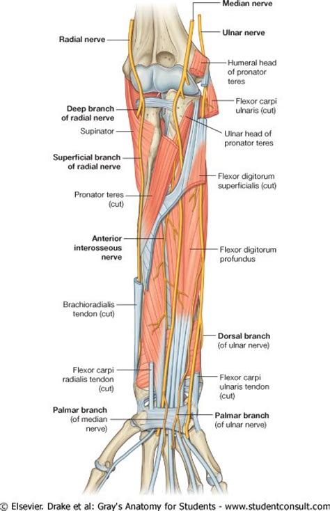 Median Nerve In The Forearm Distal To The Elbow Joint Branches To The