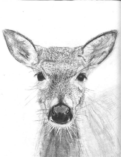 Female White Tailed Deer Drawing By Marqueta Graham Fine Art America