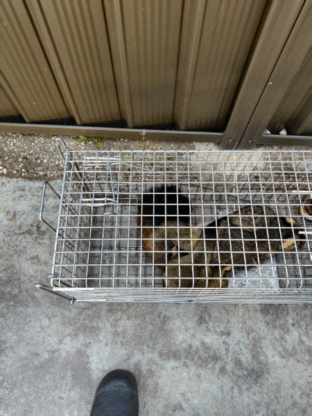 Possum Removal Melbourne Inspection And Removal Formula Pest Control