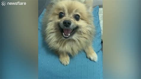 Mar 23, 2015 · mainly a disease of unvaccinated puppies and dogs; Pomeranian pup has the most incredible 'turbo sneeze' - YouTube