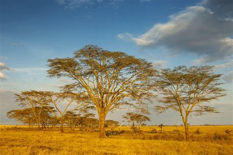 Acacias Vachellia Tree At Sunrise In Serengeti National Park Tanzania