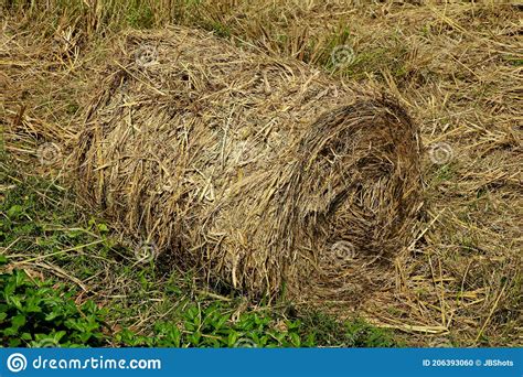 Hay Or Straw Roll In The Paddy Field Stock Photo Image Of Field
