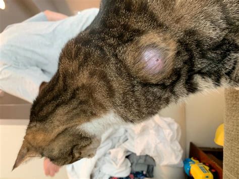 Fatty Tumor On Cats Neck Image Repository