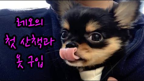 Four triangles sticking out #장모치와와 #치와와 #강아지 #댕댕이 #치와와그램 #chihuahua #chihuahuasofinstagram #dogstagram #chihuahualovers. 레오의 첫산책과 옷구입-장모치와와 블랙탄 - YouTube