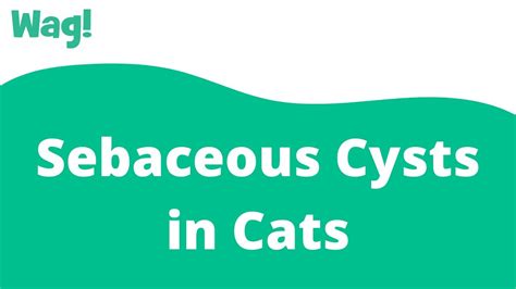 Sebaceous Cysts In Cats Wag Youtube