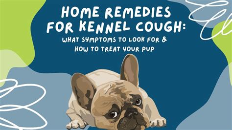 Home Remedies For Kennel Cough What Symptoms To Look For And How To