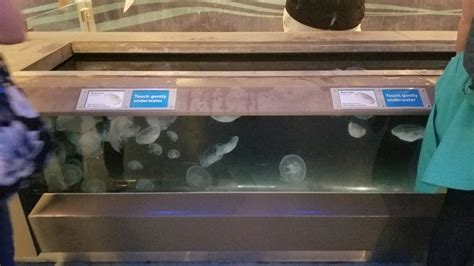 Moon Jelly Touch Tank Zoochat