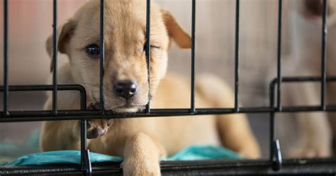 When a store purchases puppies for resale, it has to find breeders who are willing to sell puppies cheaply enough that they can luckily, other pups pull through with remarkably mellow temperaments. Florida Policymakers Stand Up for Pet Store Puppies | ASPCA