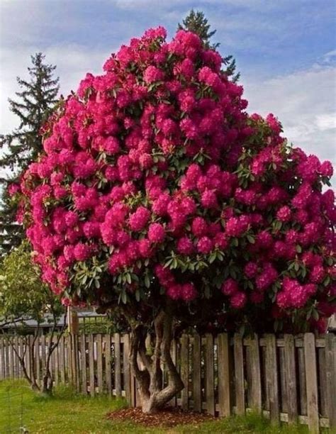 60 Beautiful Small Flowering Trees Front Yards Design Ideas Small