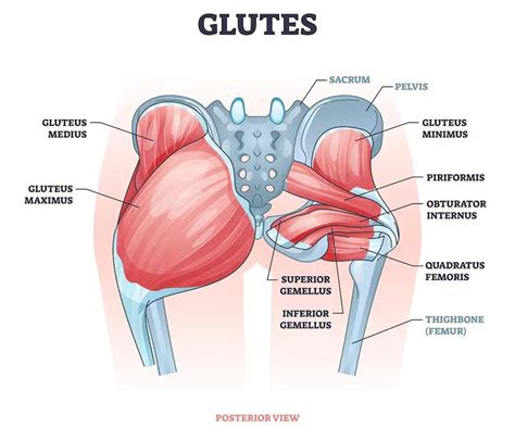 Glute Muscle Imbalance EP S Wellness Doctor Rx
