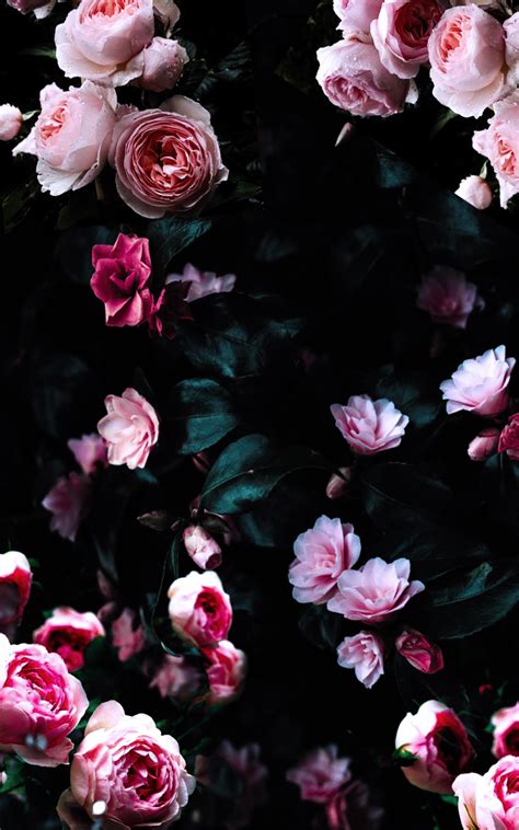 Dark Floral Wallpapers Top Free Dark Floral Backgrounds Wallpaperaccess