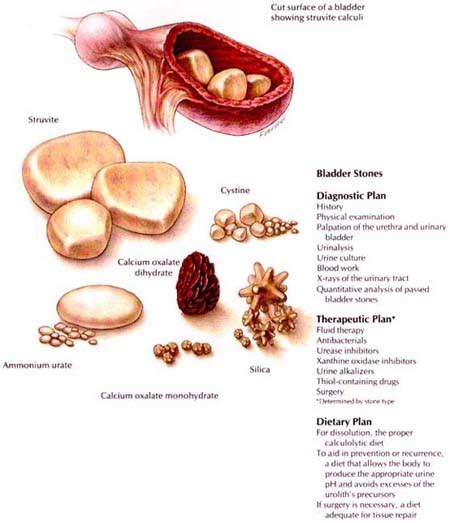 If your cat has kidney stones and appears to be experiencing paralysis, waste no time in seeking veterinary attention. urinary stones disease cats and dog, Urolithiasis in ...