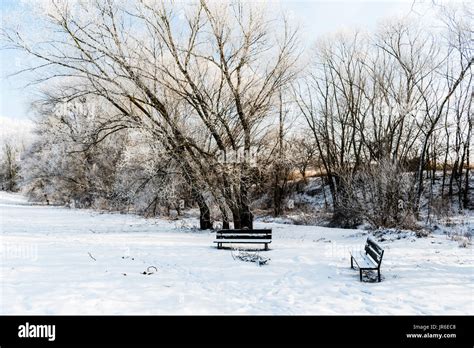 Beautiful Winter Scene With Two Benches Trees And Snow On The Ground