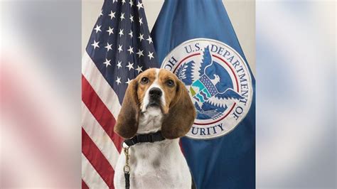 Roasted Pig In Luggage Found By Cbp Beagle At Atlanta Airport Fox News