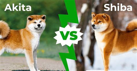 Akita Inu Vs Shiba Inu Nine Main Differences Explained Az Animals
