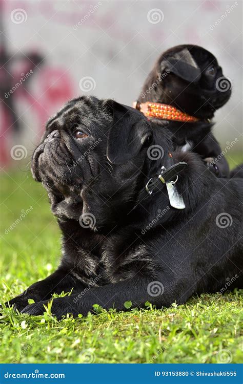 Adult Pug With His Son Stock Photo Image Of Canine Lying 93153880