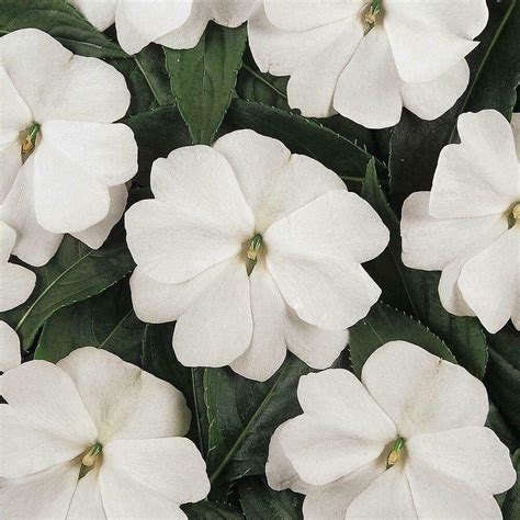 Flowers 25 Seeds Busy Lizzy Impatiens Xtreme White Garden And Outdoors