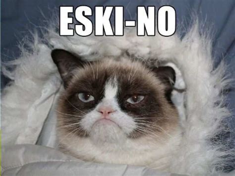Internets Favorite Grumpy Cat Is No More Here Are Some