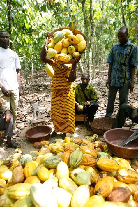 Ghana Cuts 20192020 Cocoa Target To 850000 Tonnes Business