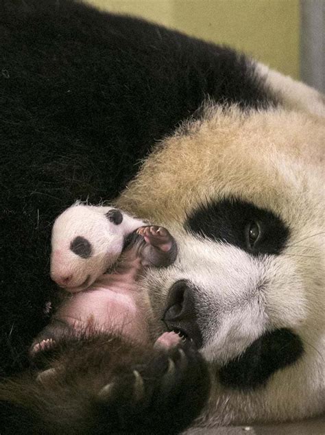 Adorable Baby Panda Born At French Zoo All4women