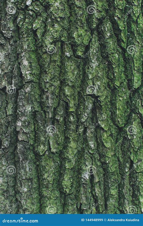 Green Tree Bark Stock Image Image Of Nature Natural 144948999