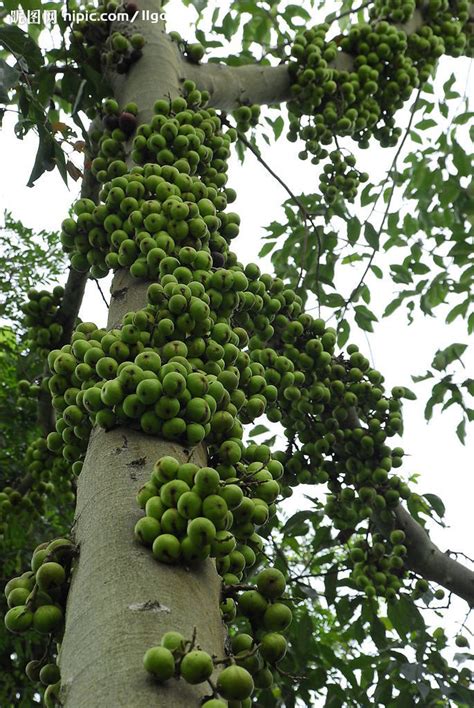 Maybe you would like to learn more about one of these? 这是什么果树？_百度知道