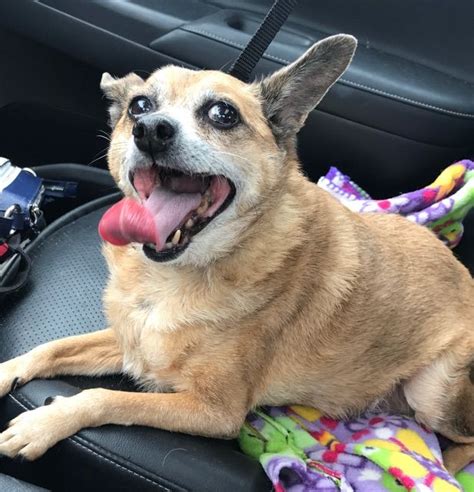 Ohio state university is the pulse of columbus, imbuing the heart of the community with an energy that's impossible to ignore. Chihuahua dog for Adoption in Columbus, OH. ADN-617144 on ...