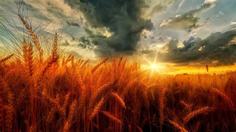 Desktop Wallpaper Sunset Golden Wheat Field Hd Image Picture