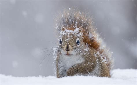 Download Wallpapers Winter Squirrel Snow Wildlife Forest Animals