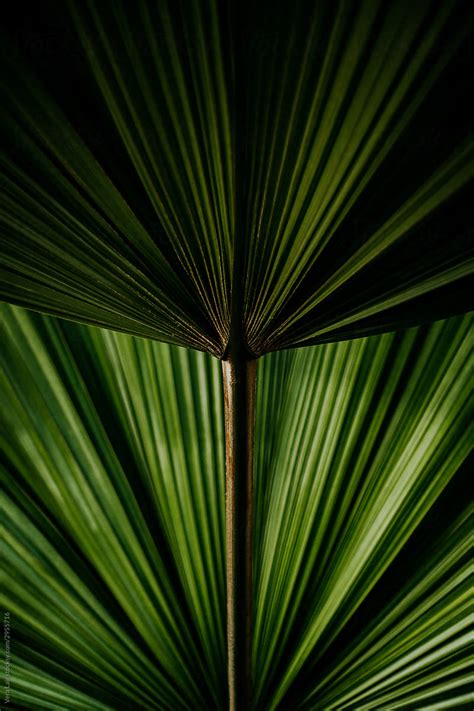 Palm Leaves By Vera Lair