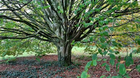 Fagus Orientalis Trees And Shrubs Online