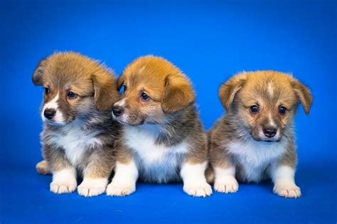 15 Best Small Dog Breeds List With Pictures 2020