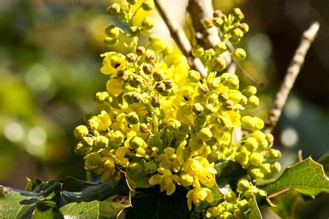 How To Successfully Grow Mahonia A Field Guide To Planting Care And