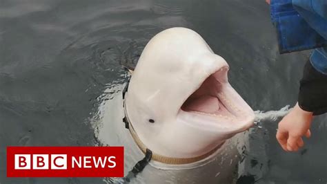 Is This Whale A Russian Spy Bbc News Youtube
