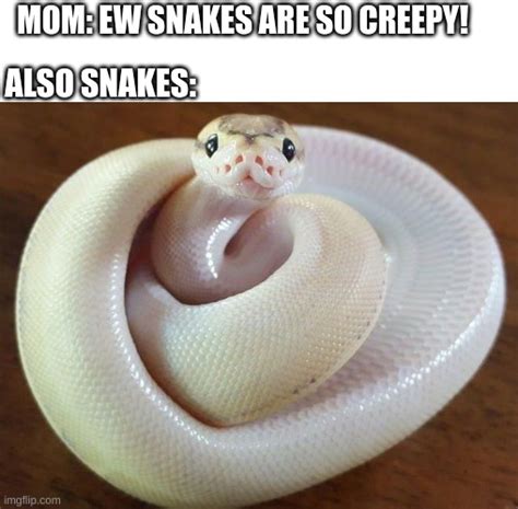Funny Snake Memes